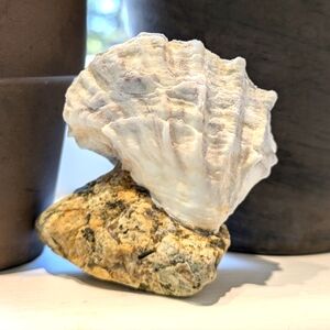 Coastal Oyster decor